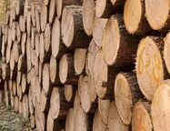 Потребность в специалистах сферы лесной промышленности выросла в Петербурге на 33%