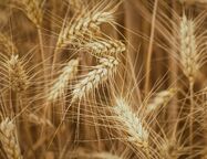Литва возобновила закупки российского зерна после полугодового перерыва