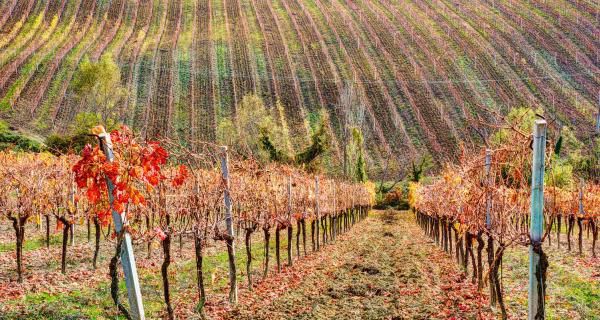 О знаменитых винодельческих регионах Италии: Венето, Альто-Адидже и Умбрия
