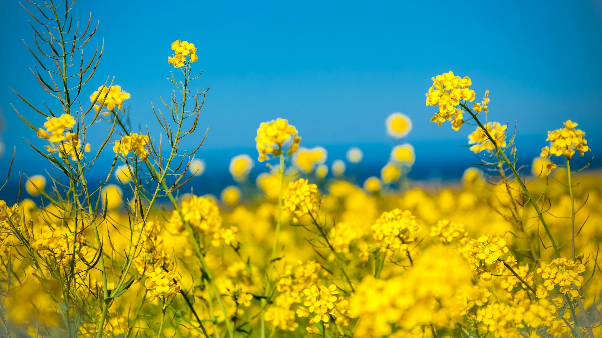 РФ впервые экспортировала в Китай продукцию АПК более чем на $1 млрд за месяц