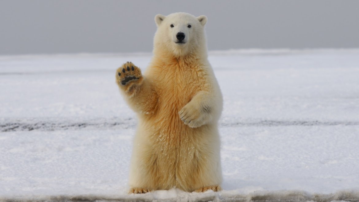 Эксперт Фадеев: Петербург станет промышленной базой для проектов в Арктике