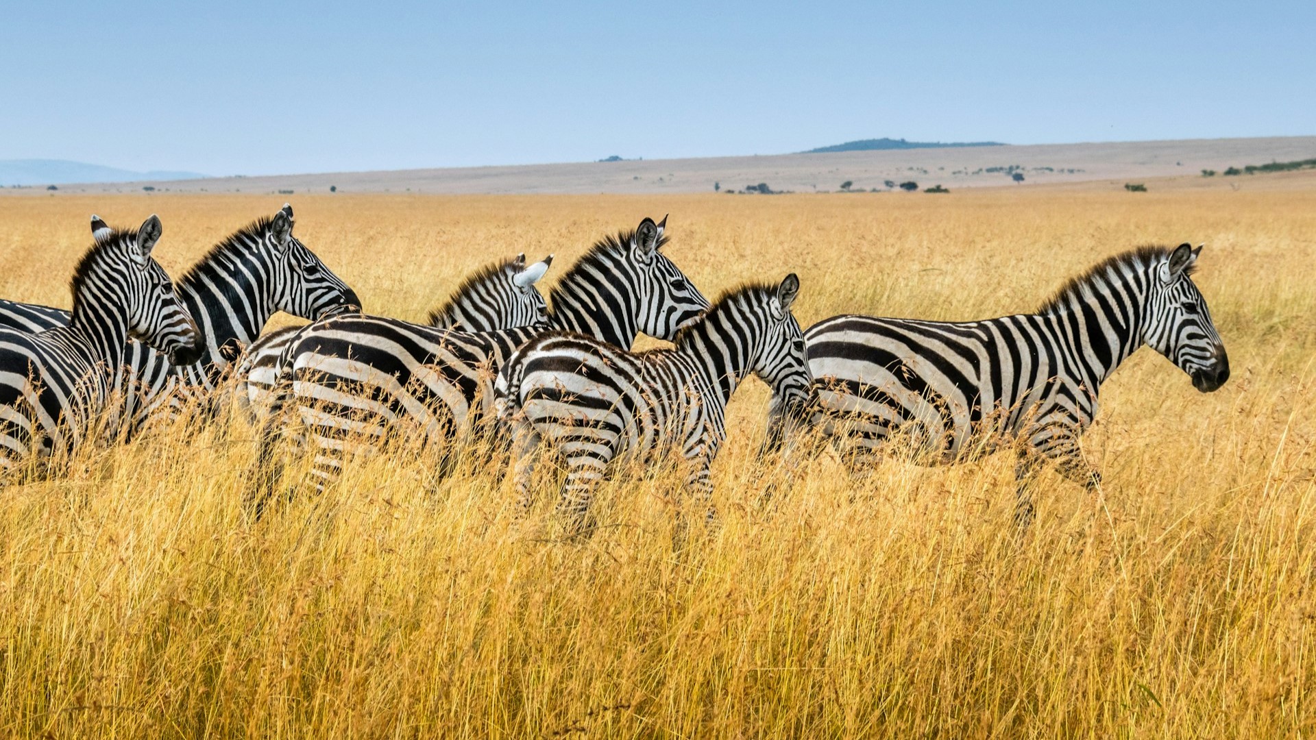 Новогодние чудеса природы: от антилоп до парящих гор