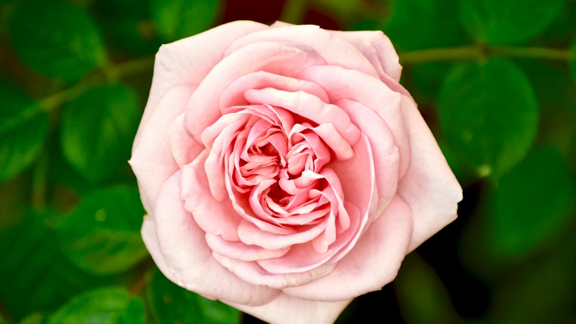 Производство цветов в СЗФО может вырасти на 10% в 2026 году