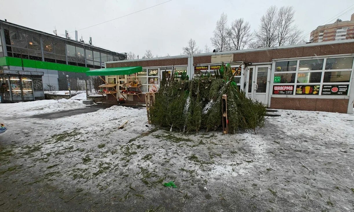 В Петербурге от незаконных елочных базаров освободили более 100 квадратных метров земли