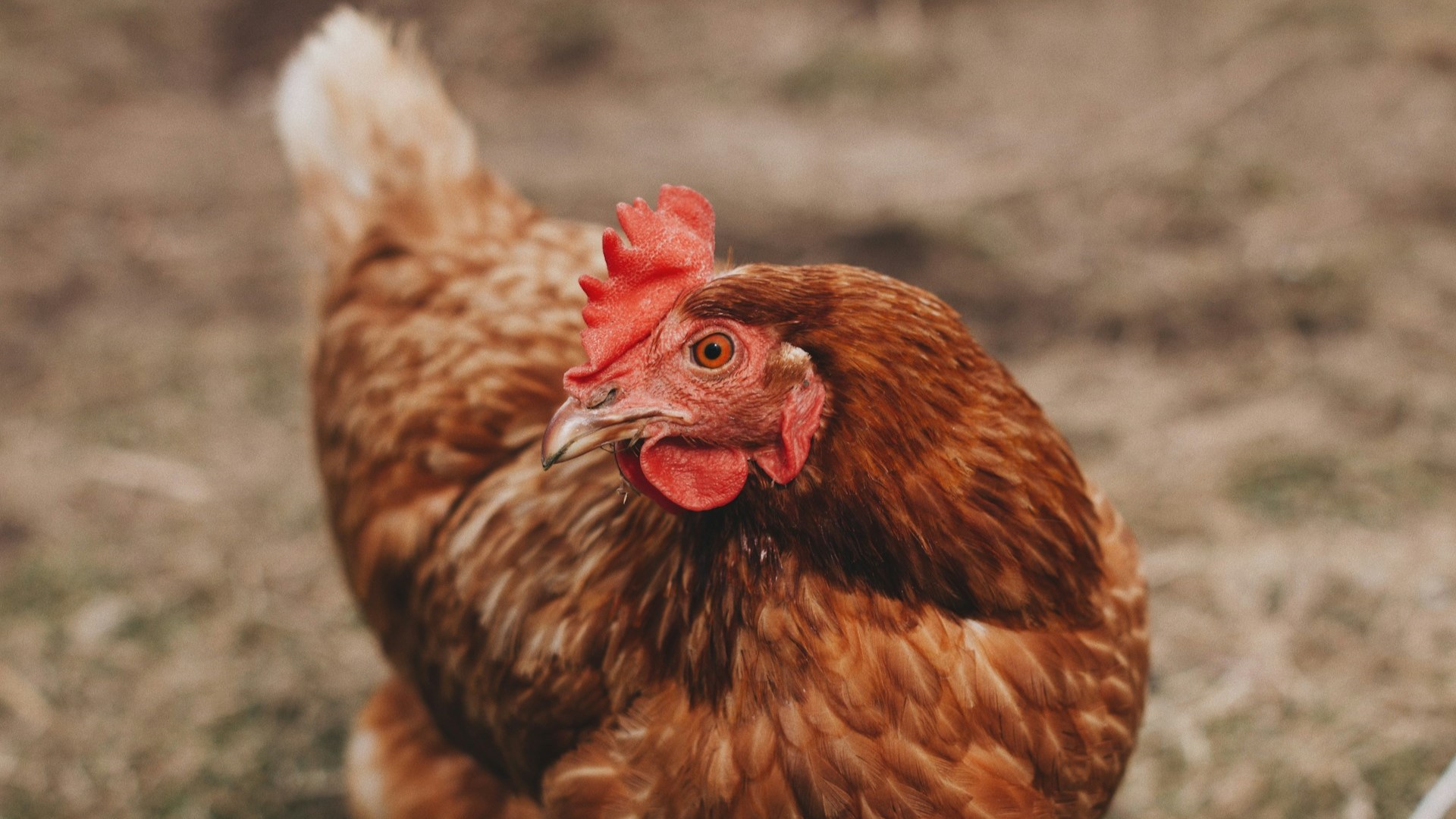 Экспорт российских ветеринарных вакцин вырос почти на 70%