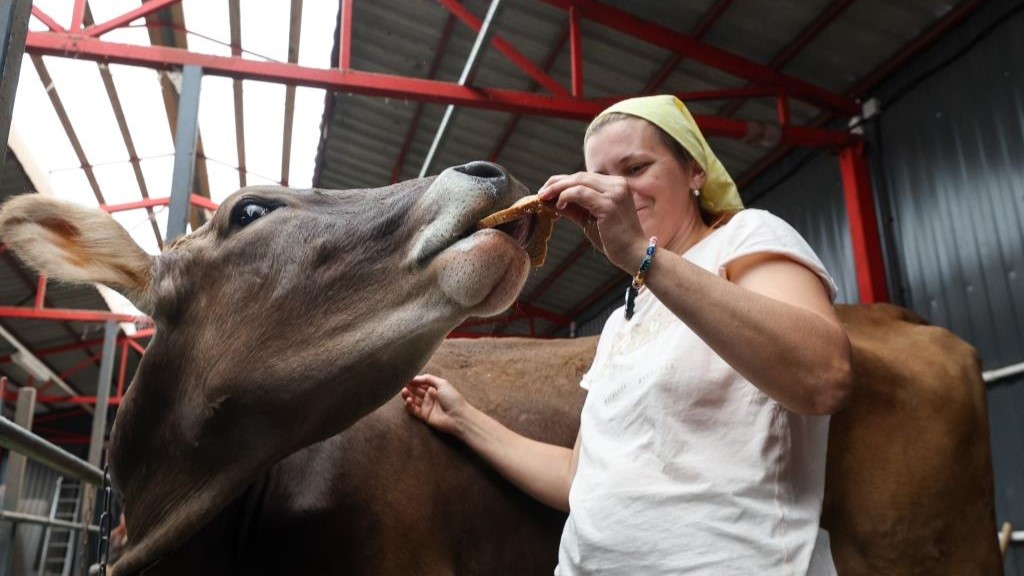 Курс на деревню: в Ленобласти протестируют новую модель развития агротуризма