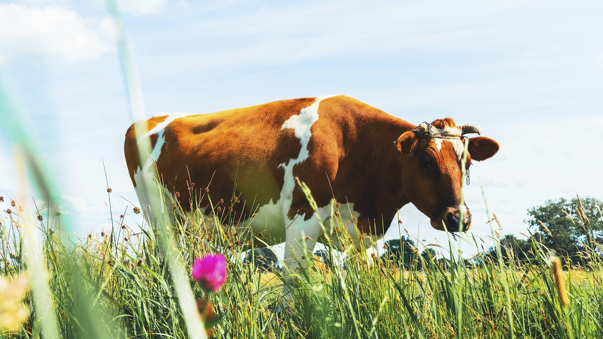 Фермеры просят Минпромторг отменить маркировку молочной продукции