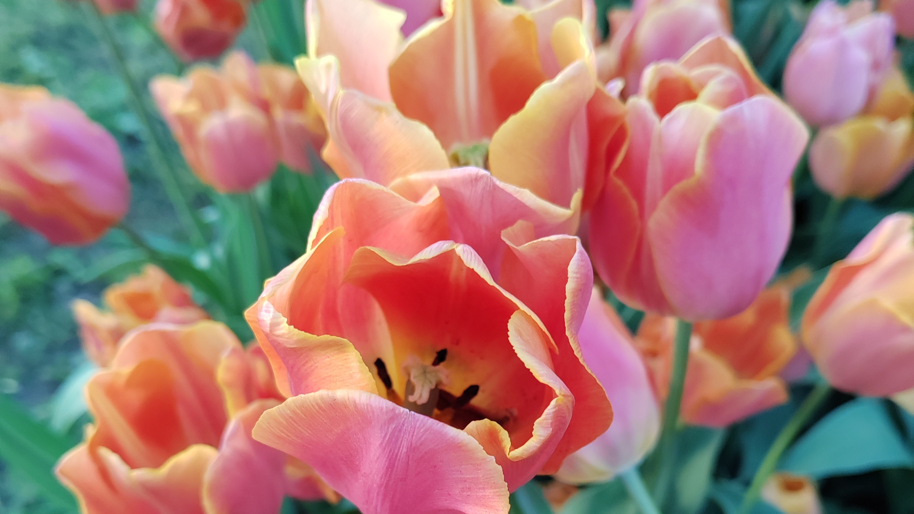 Доля российских цветов на рынке составляет не более 20%