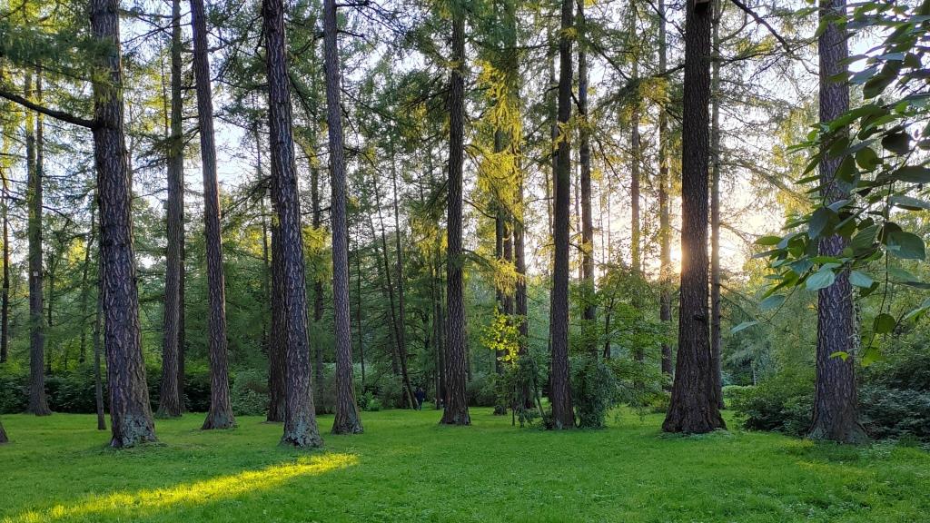 Власти Петербурга делают ставку на озеленение центральных районов